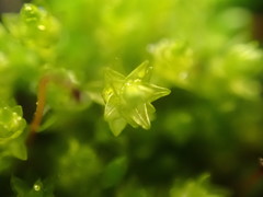Bryum barnesii
