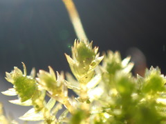 Bryum barnesii