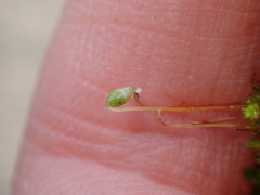 Bryum barnesii