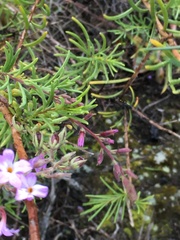 Campylanthus salsoloides