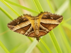 Chrysolarentia conifasciata