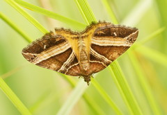 Chrysolarentia conifasciata