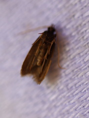 Lecithocera imprudens