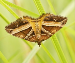 Chrysolarentia conifasciata