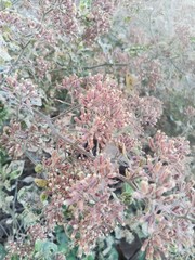 Salpianthus arenarius