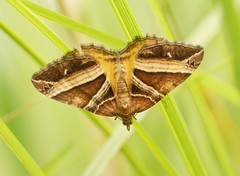 Chrysolarentia conifasciata