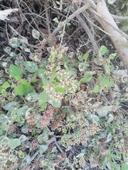 Salpianthus arenarius