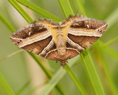 Chrysolarentia conifasciata