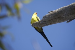 Polytelis anthopeplus monarchoides