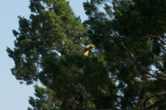 Polytelis anthopeplus monarchoides