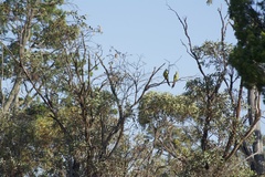 Polytelis anthopeplus monarchoides