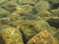 Rhinogobius similis