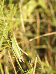 Allotruxalis gracilis