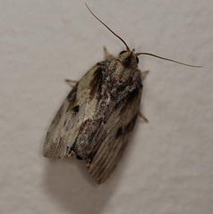 Etanna breviuscula
