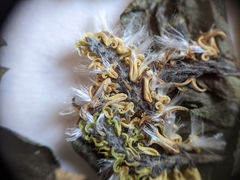 Salix pseudomyrsinites