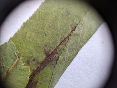 Salix pseudomyrsinites