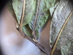 Salix pseudomyrsinites