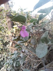 Phaseolus filiformis