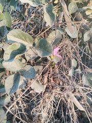 Phaseolus filiformis