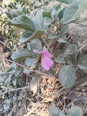 Phaseolus filiformis