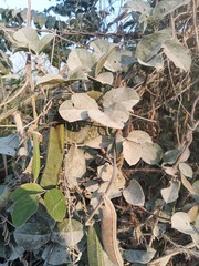 Phaseolus filiformis