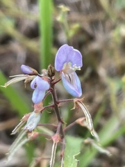 Desmodium limense