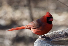 Cardinalis cardinalis