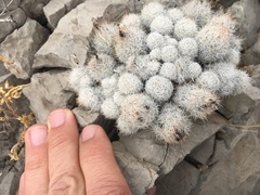 Escobaria sneedii sneedii