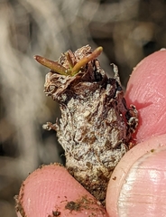 Triglochin concinna concinna