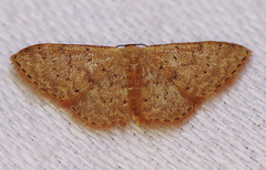 Idaea trissorma