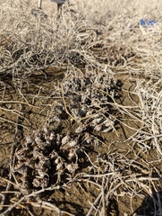 Triglochin concinna concinna