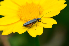 Oedemera lurida