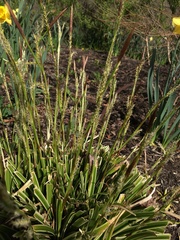 Carex morrowii