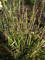 Carex morrowii
