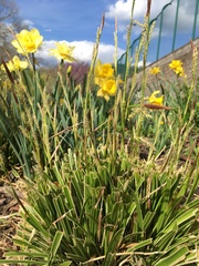 Carex morrowii