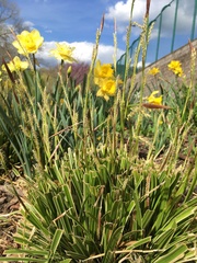 Carex morrowii