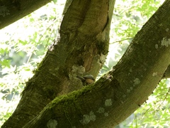 Poecile atricapillus