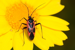 Calocoris nemoralis