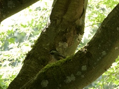 Poecile atricapillus