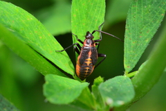 Calocoris nemoralis