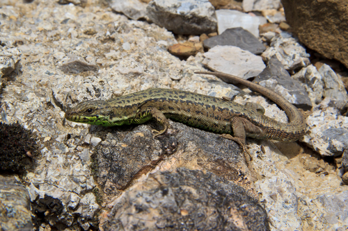 Iberian Rock Lizard