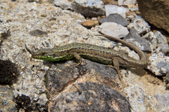 Iberian Mountain Lizard photo 5