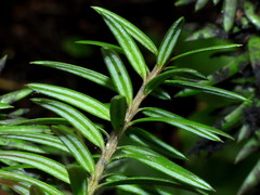 Podocarpus acutifolius