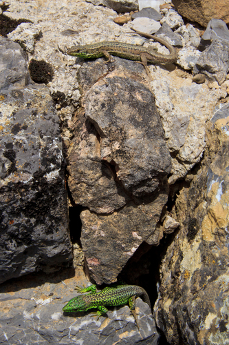 Iberian Rock Lizard