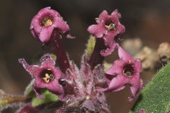 Cestrum roseum