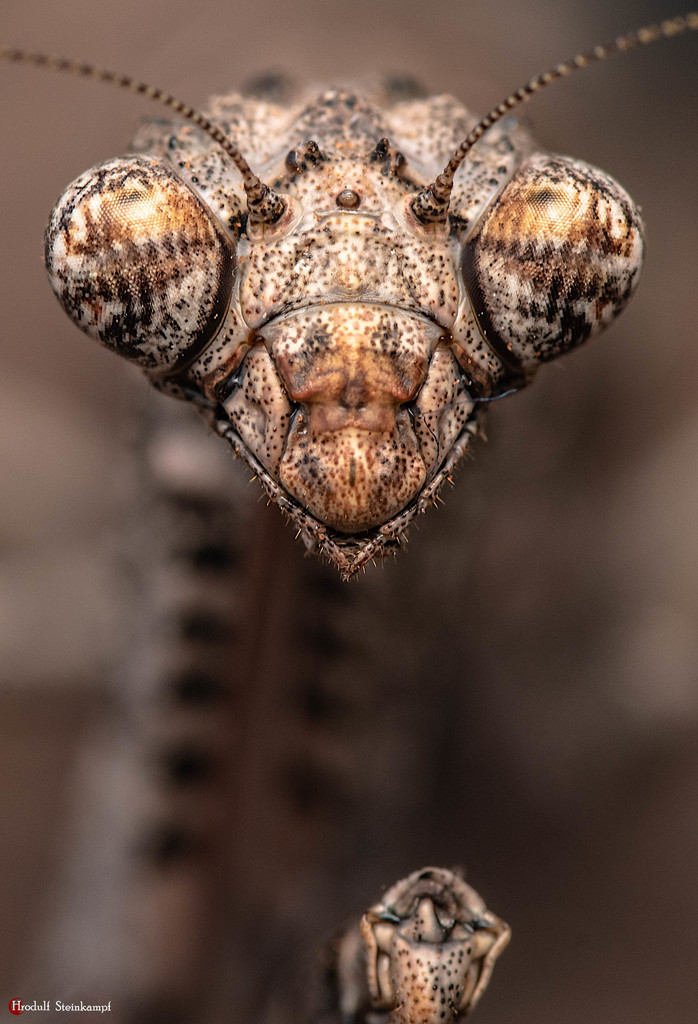 African Twig Mantis
