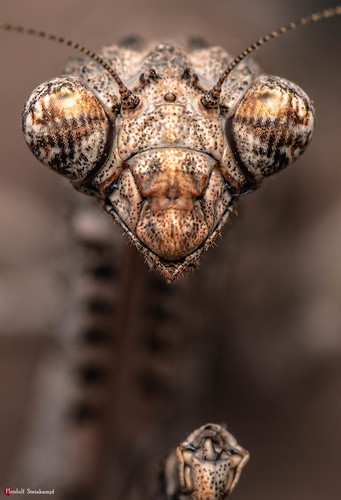 African Stick Mantis