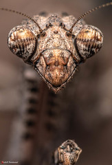 African Twig Mantis