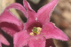 Cestrum roseum