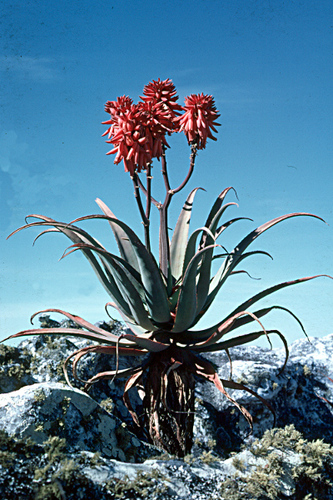 Aloe munchii image